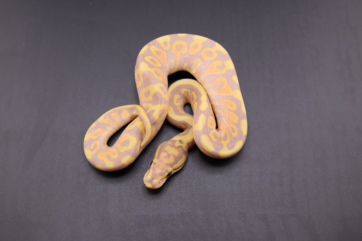 Banana SN YB Or Gravel Het Clown Ball Pythons by JDW Morphs