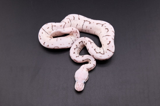 人気ショップ Het Axanthic VPI Pin Spider Pastel Clown JDW by Python Ball ノート・メモ帳