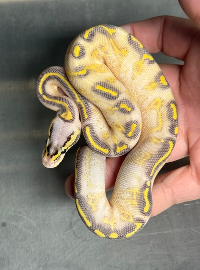 Pastel Highway 50% Het Clown Ball Python by JDW Morphs