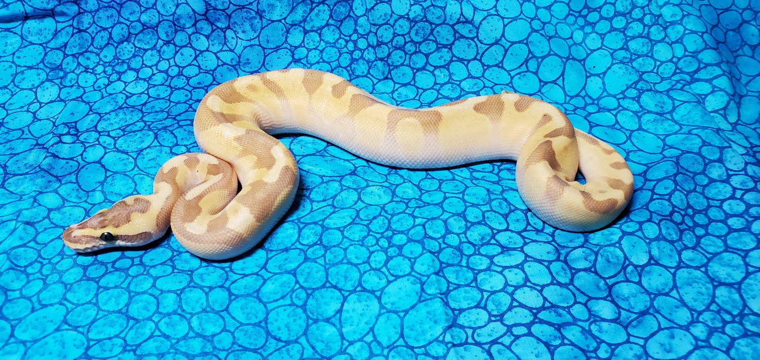 Super Enchi Lesser Fire Ball Python by Wulfhaus Exotics - MorphMarket