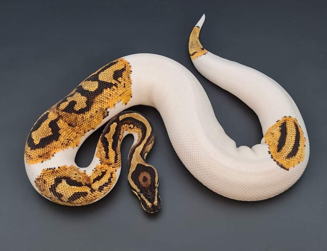 Yellow Belly Piebald Ball Python by WWBallpythons MorphMarket