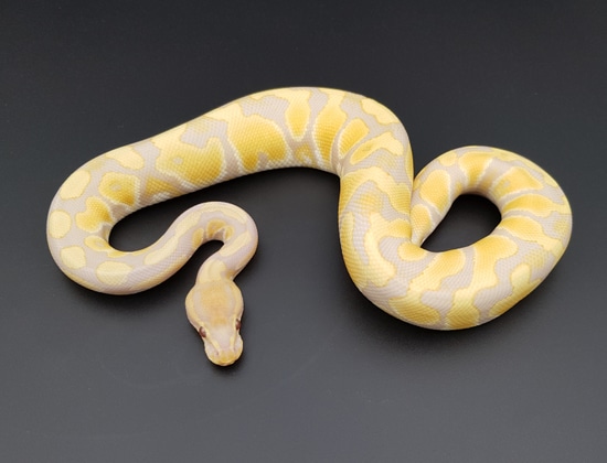 Rainbow Ball Python by WW-Ballpythons