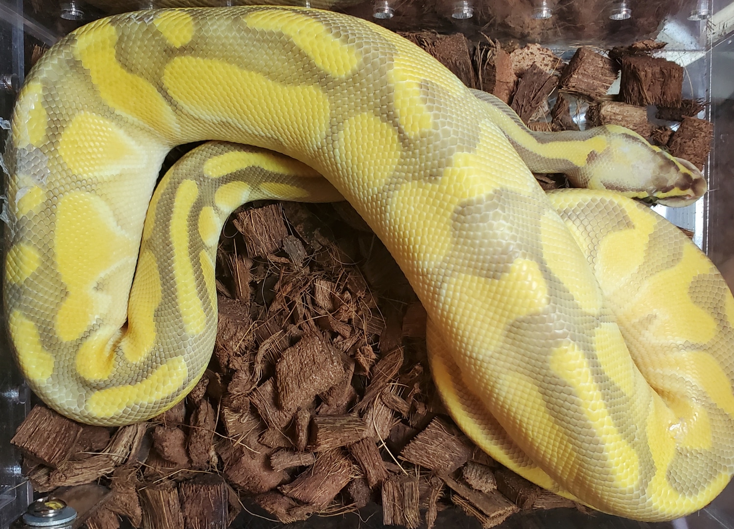 Super Pastel Butter Enchi Ball Python by Wt Bazaar MorphMarket