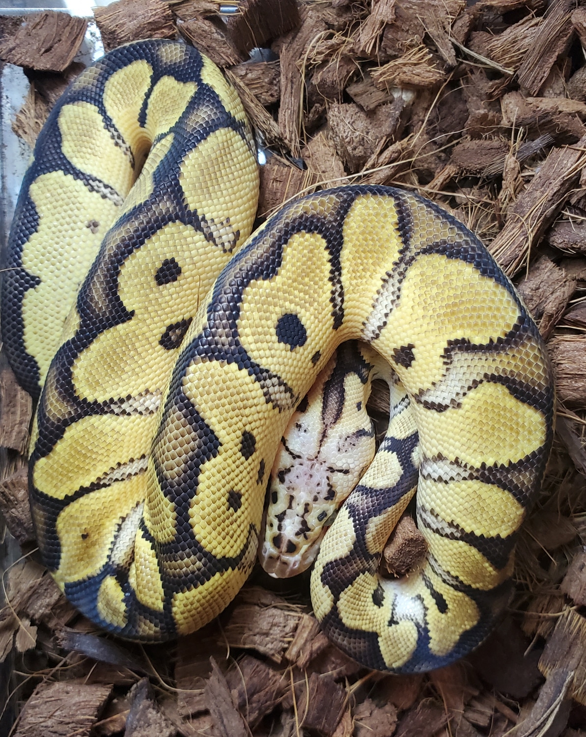 Pastel Red Stripe Clown Ball Python by Wt Bazaar - MorphMarket