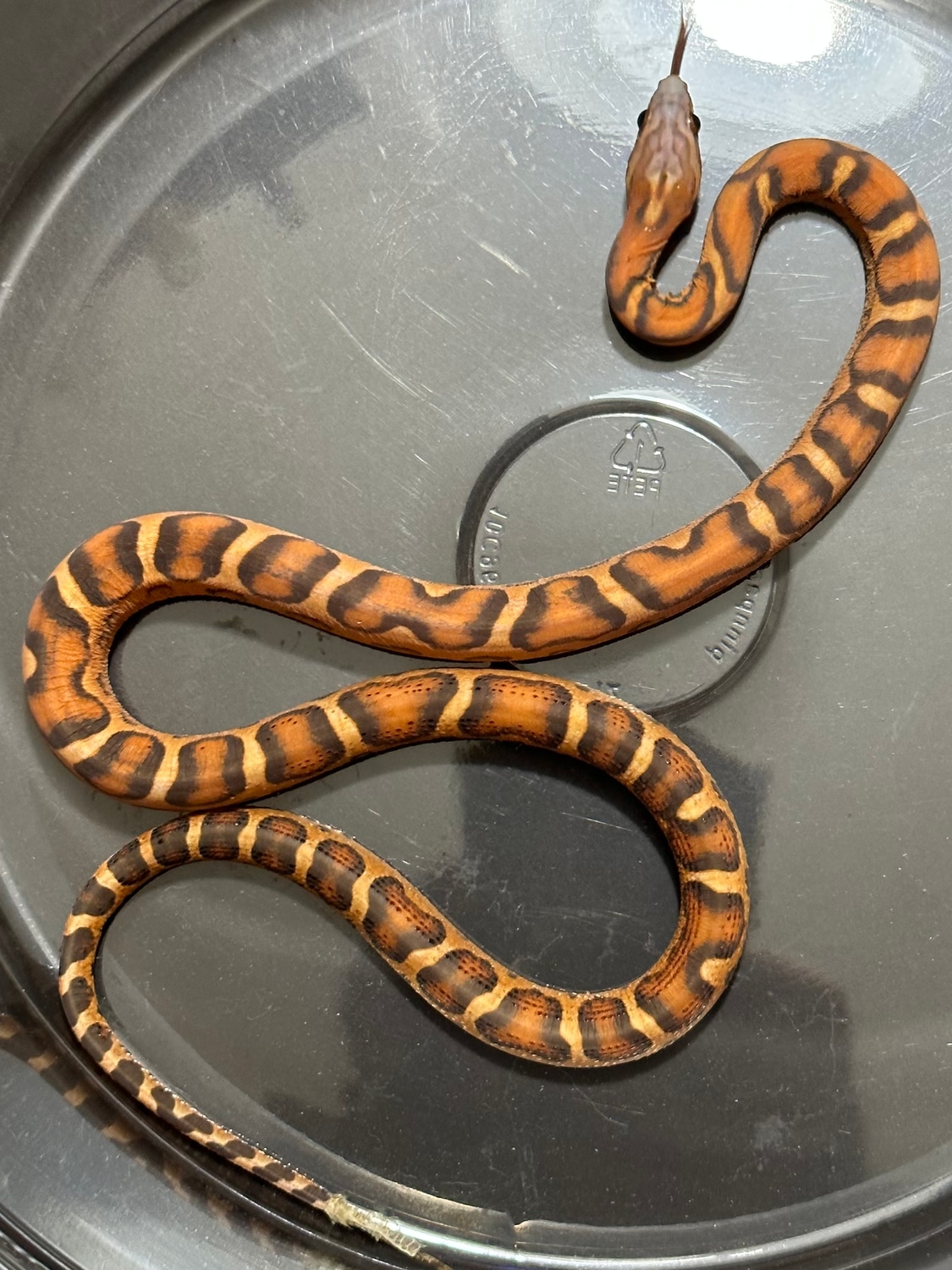 Scaleless 66 Het Snow/hypo/sunkissed Corn Snake by Hardcore Hognose