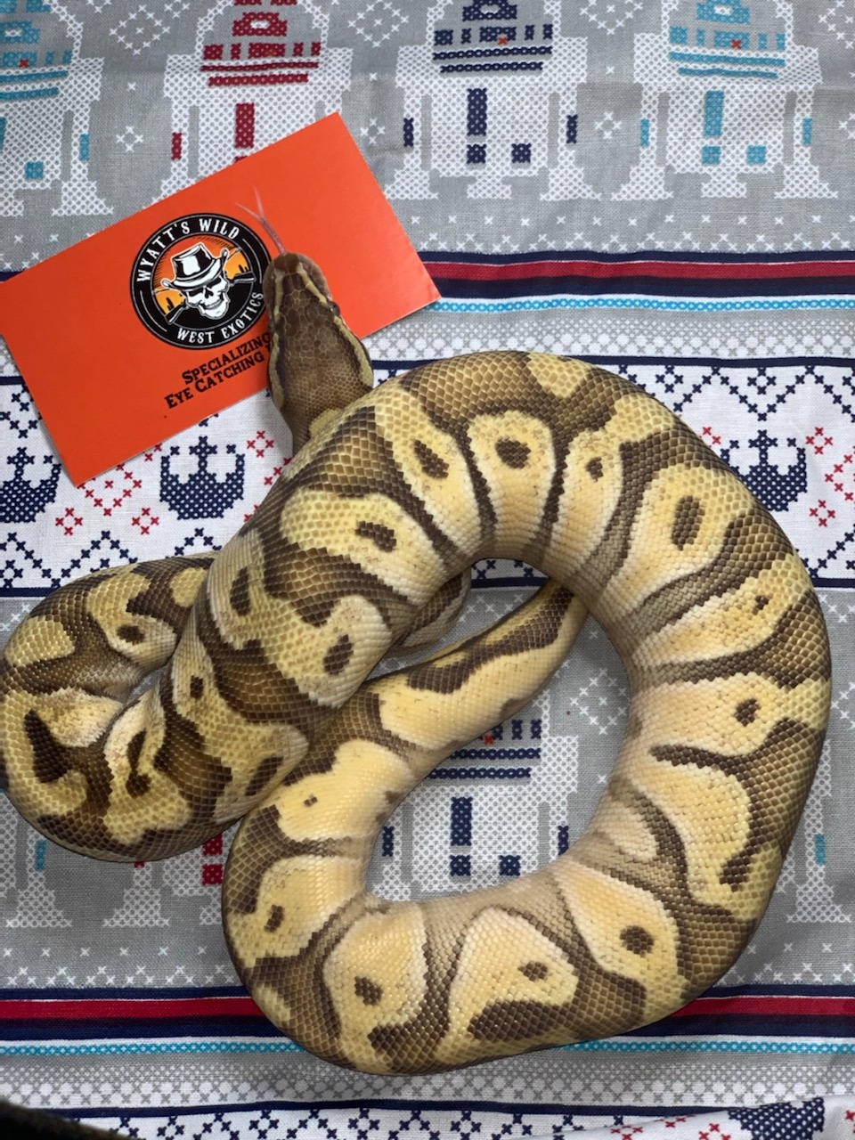 Mojave Fire Enchi Ball Python by Wyatt's Wild West Exotics - MorphMarket