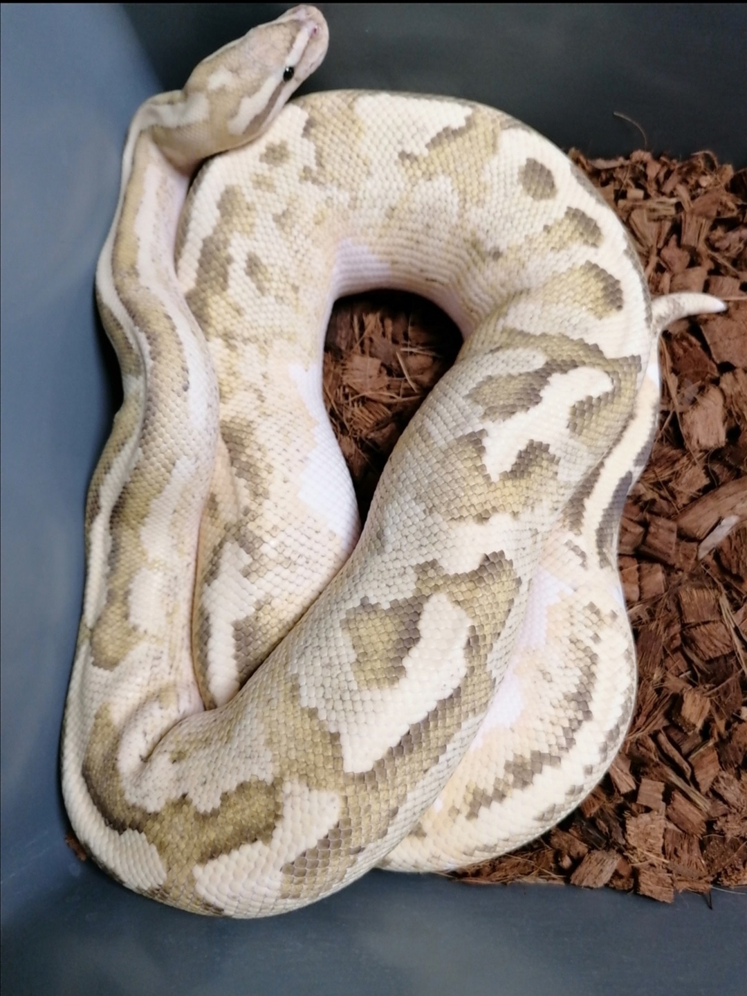 Disco Inferno Ball Python by Wynyard Royals - MorphMarket