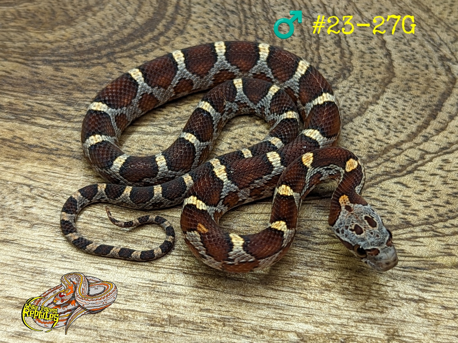 Diffused 100% Het Scaleless Amel Anery Stripe Corn Snake by Wyre Forest ...