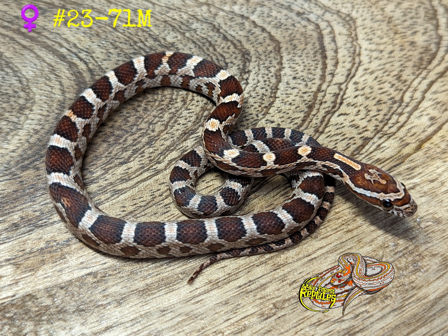Normal 66% Het Scaleless Palmetto Corn Snake by Wyre Forest Reptiles ...
