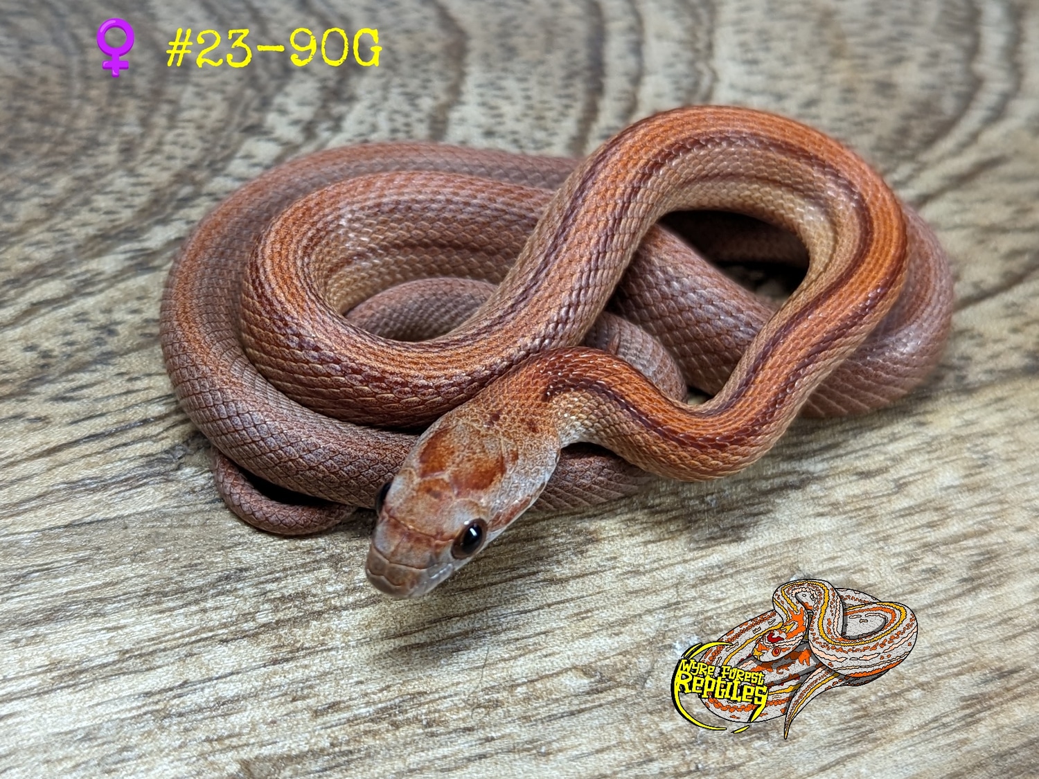 Red Factor Snake Red Factor Stripe Het Sunkissed Lavender Hypo 50% Amel Corn Snake by ...