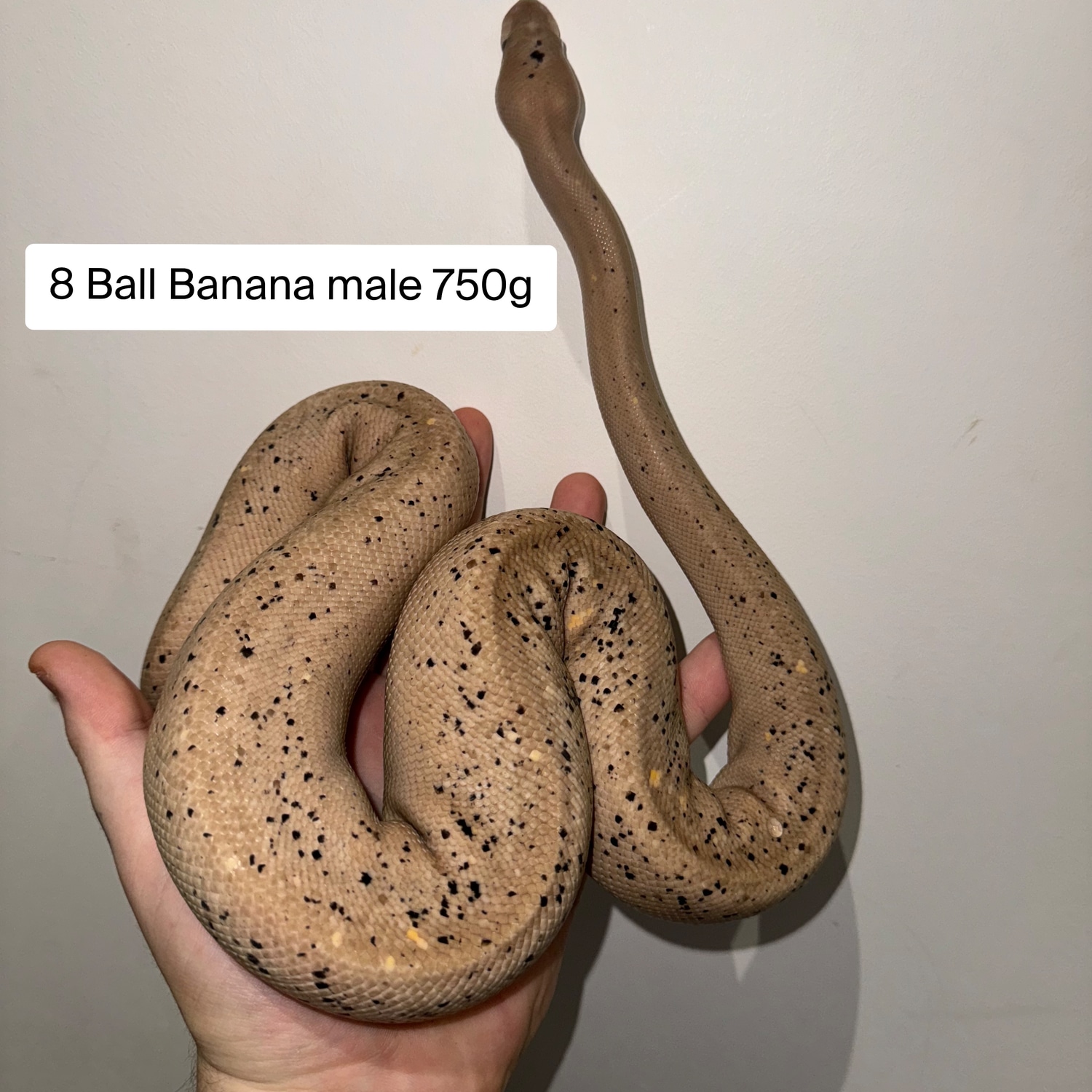 8 Banana Ball Python by X_python_crazy - MorphMarket