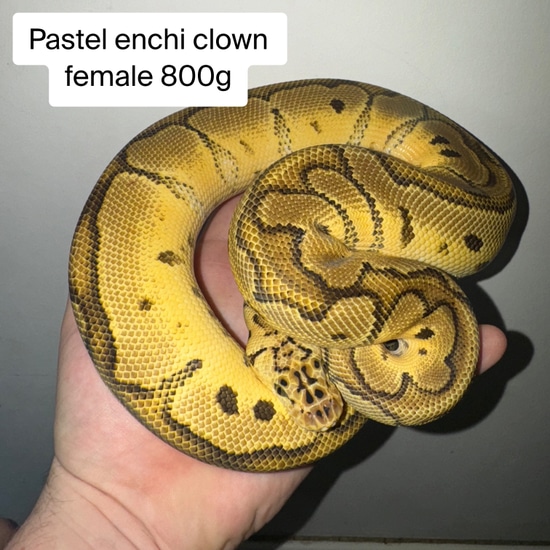 Pastel Enchi Clown Ball Python by X_python_crazy