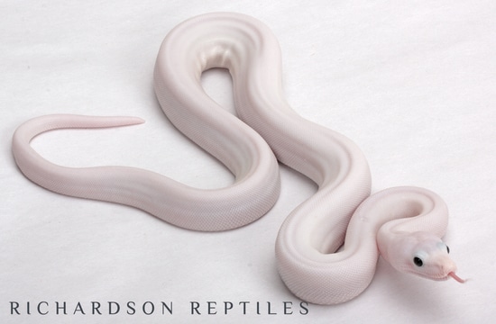 Super Fire Boa Boa Constrictor by Richardson Reptiles