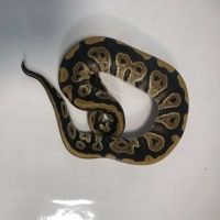 Phantom Het DG Poss YB Ball Python by Xcel Exotics - MorphMarket