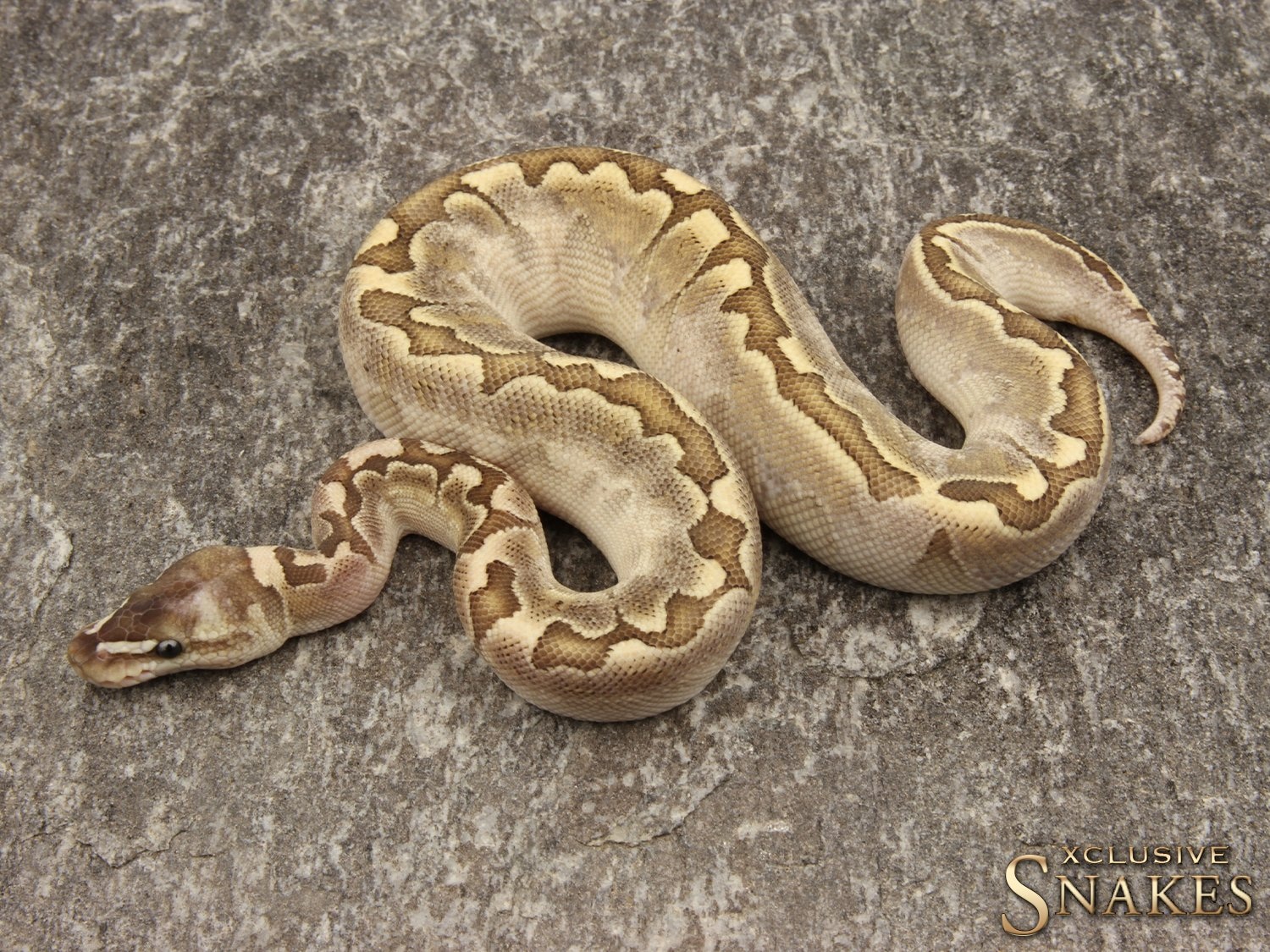 Bamboo Shatter Ball Python by Xclusive Snakes - MorphMarket
