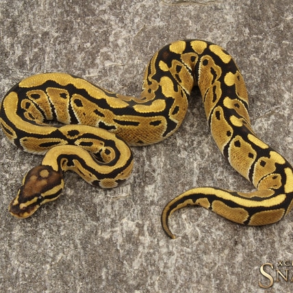 Vanilla Double Het Hypo Clown Ball Python