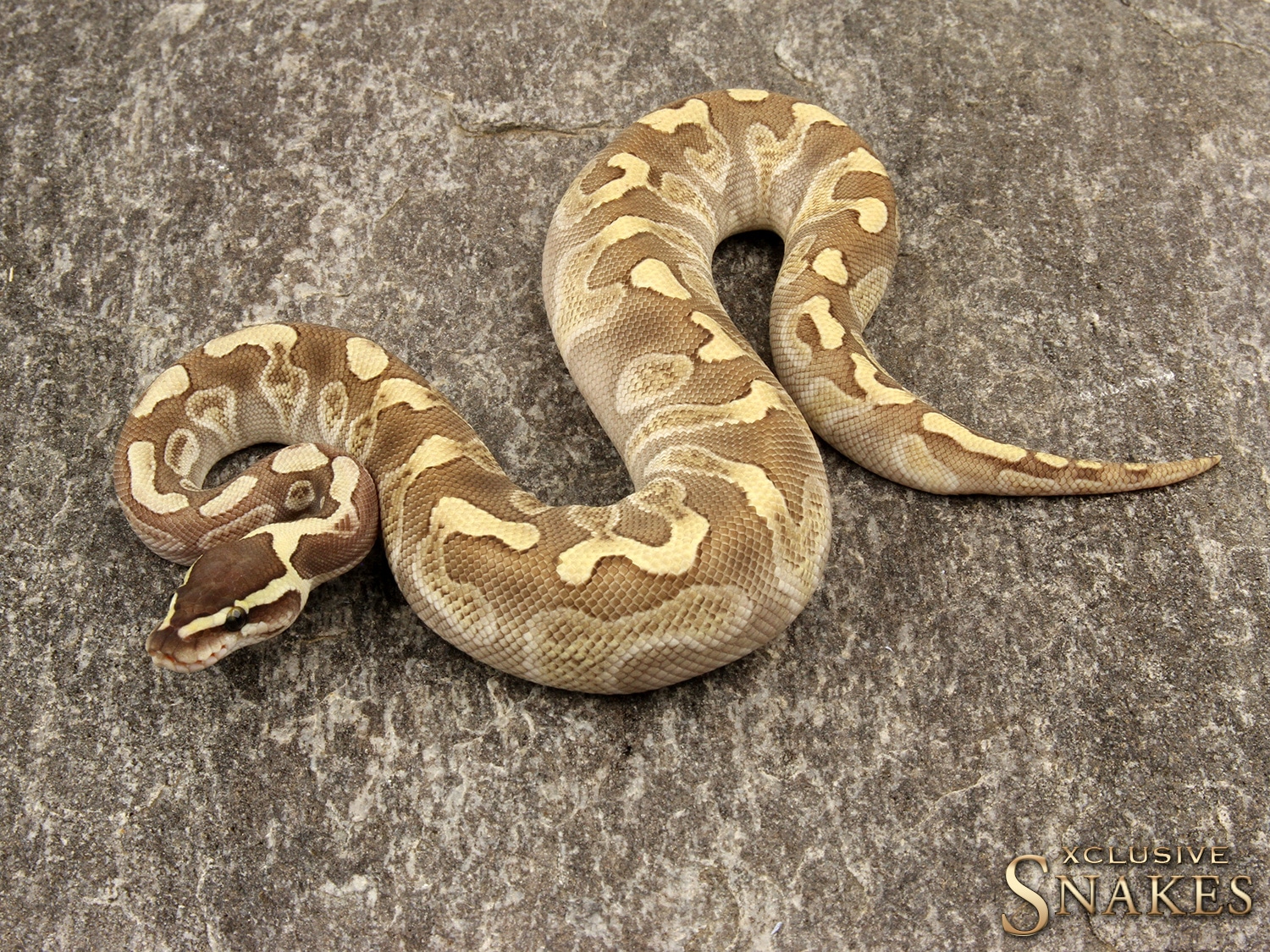 Butter GHI Het Clown Ball Python by Xclusive Snakes - MorphMarket