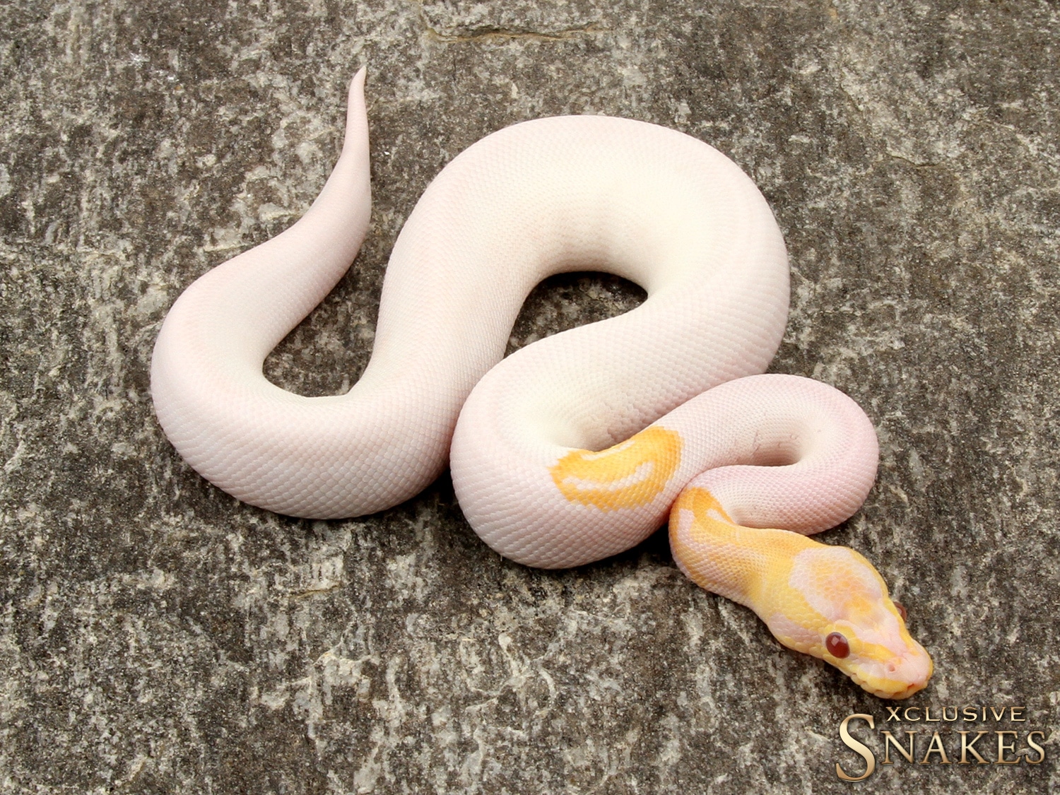 Dreamsicle Pos Fire Ball Python by Xclusive Snakes - MorphMarket