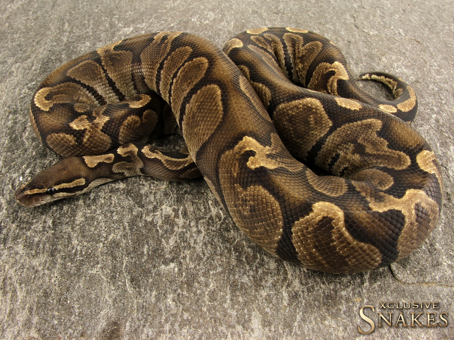 Ghi Het Candy Ball Python by Xclusive Snakes - MorphMarket
