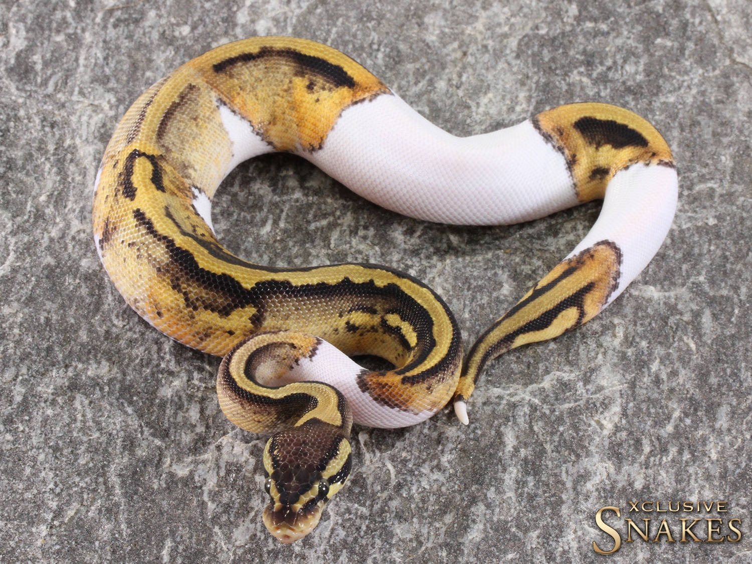 Pastel Piebald Ball Python by Xclusive Snakes - MorphMarket