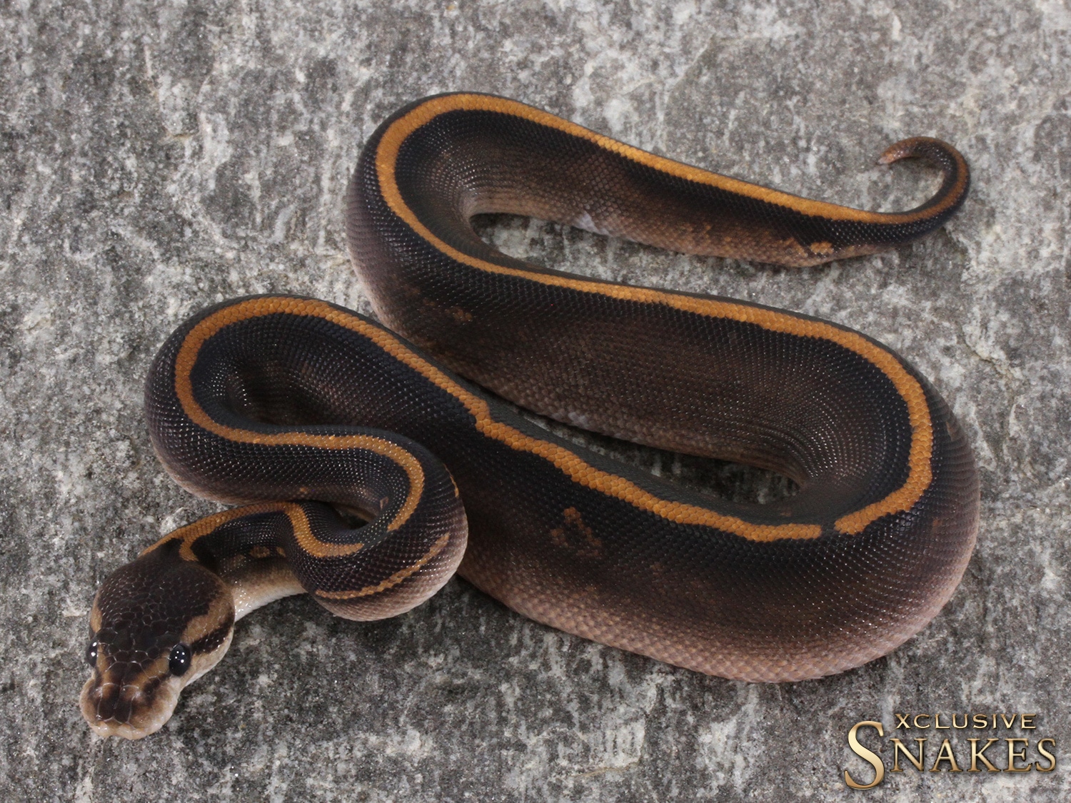 Black Pastel Wookie Yellow Belly / Gravel Het Piebald 50% Het Clown ...