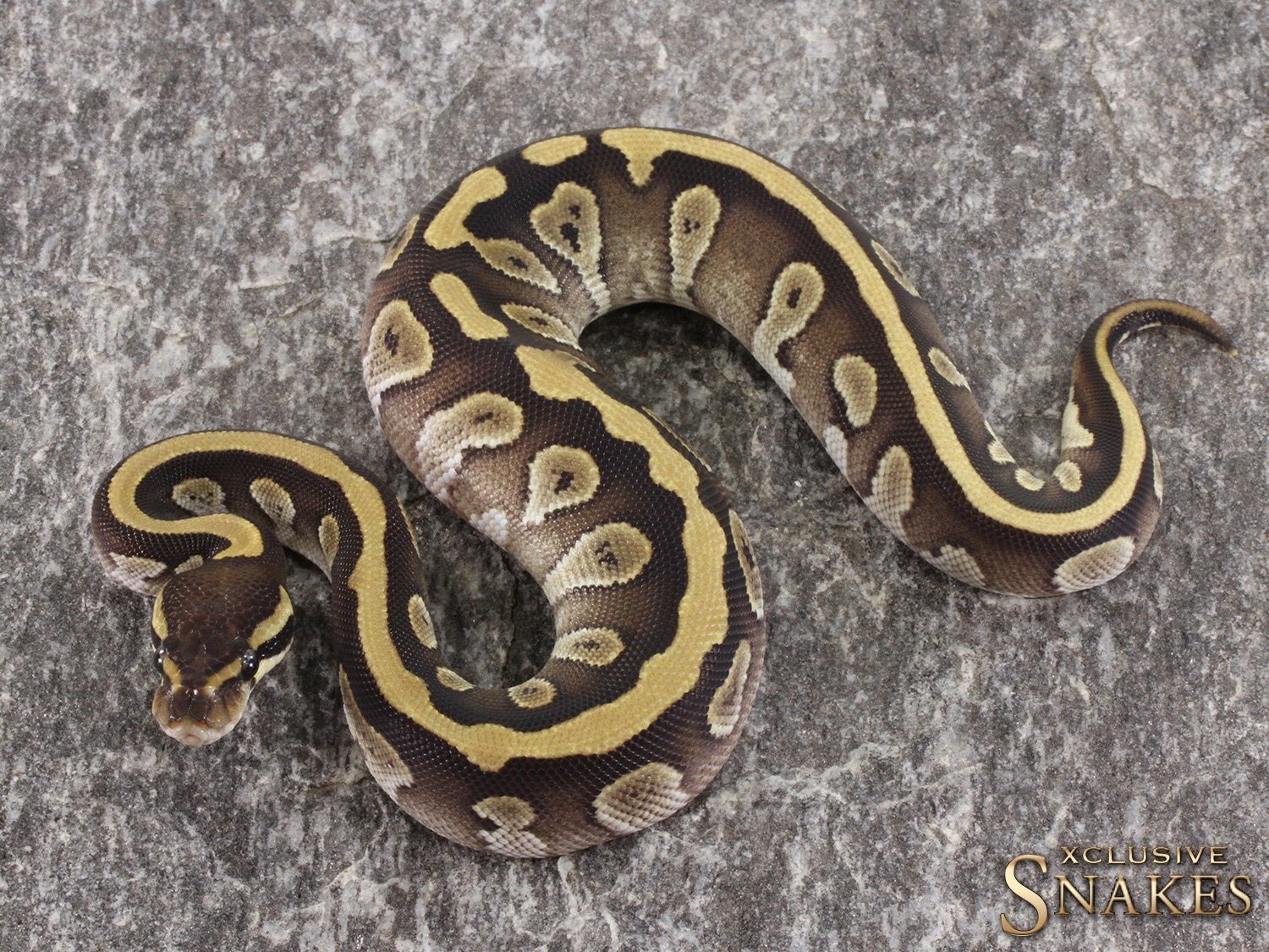 Mojave Het Desert Ghost Het Piebald Ball Python by Xclusive Snakes