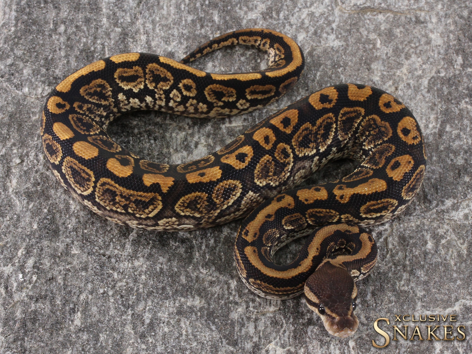 Black Pastel Yellow Belly/Gravel Het Hypo 50% Het Clown Ball Python by ...