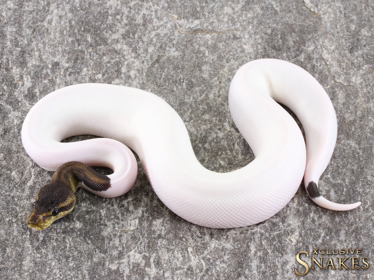 Copper Cinnamon Piebald Ball Python by Xclusive Snakes - MorphMarket