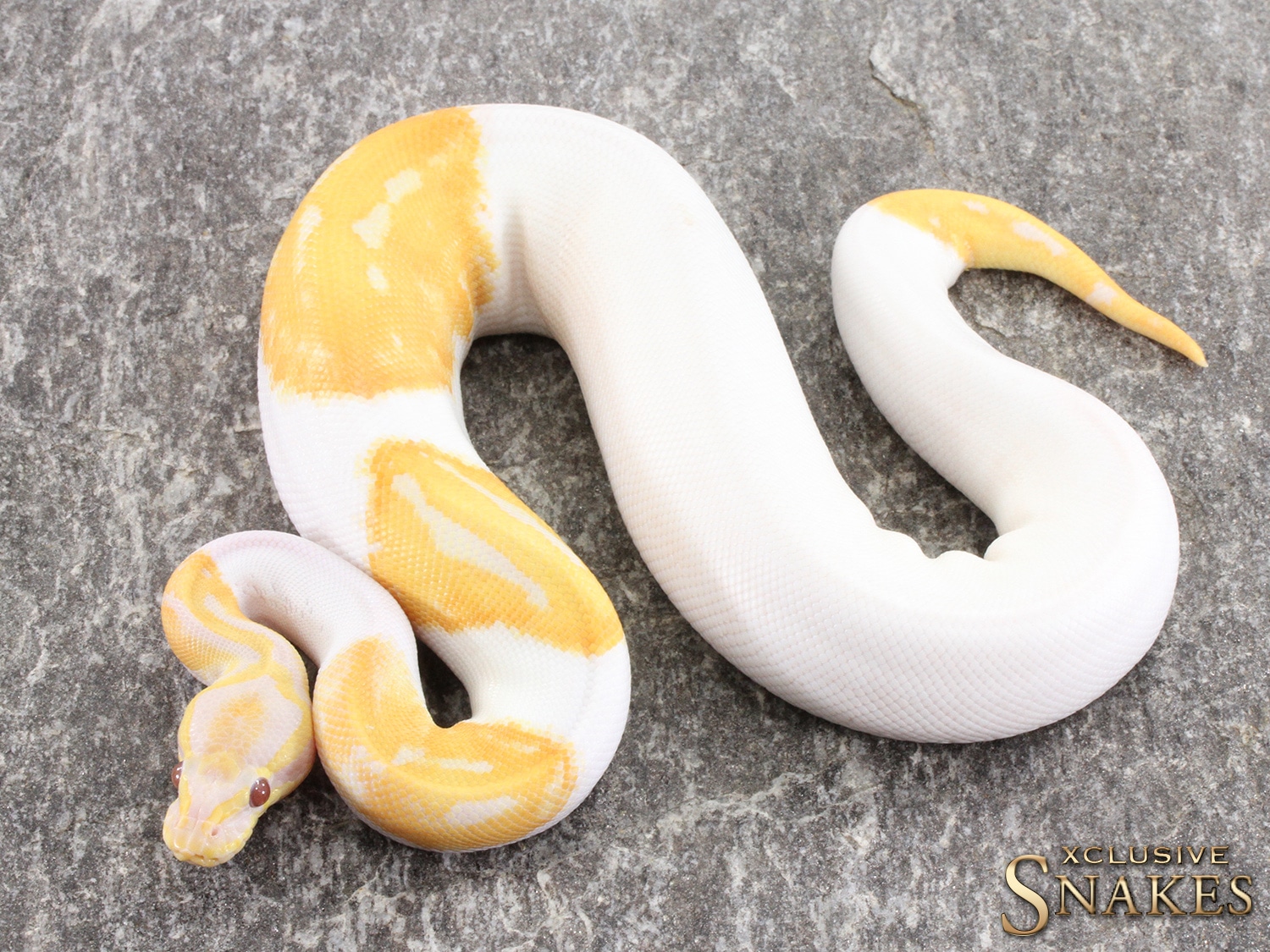 Dreamsicle Ball Python by Xclusive Snakes - MorphMarket