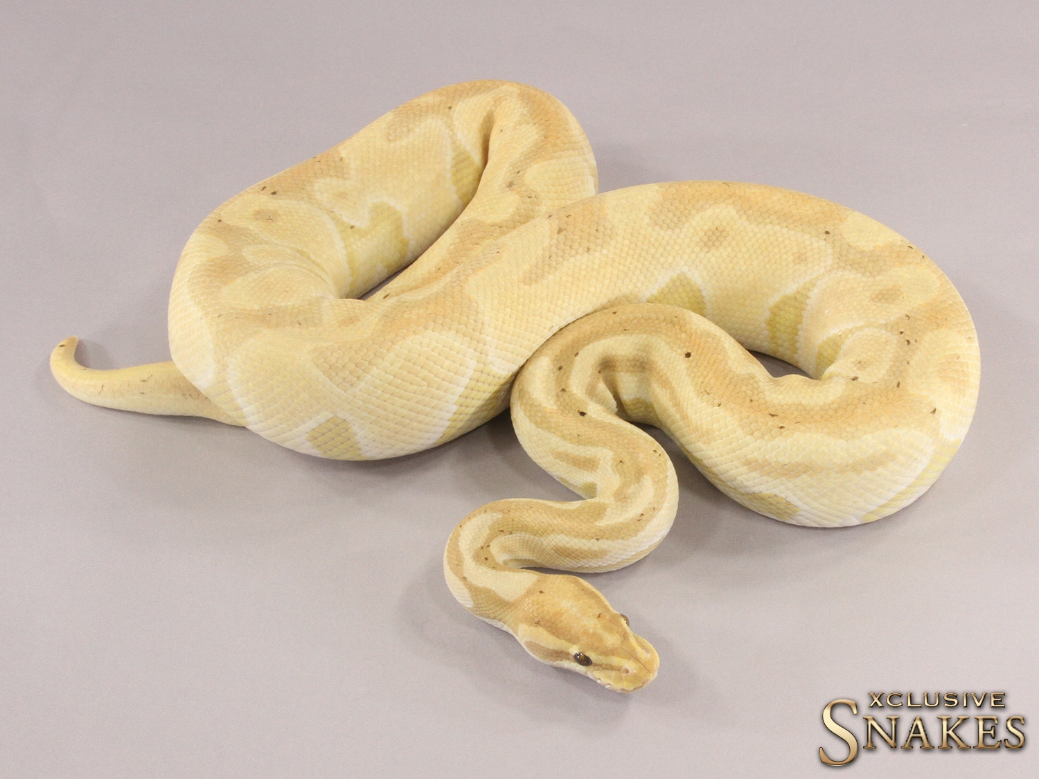 Het Red Axanthic Banana Enchi Het Desert Ghost Ball Python by Xclusive Snakes MorphMarket