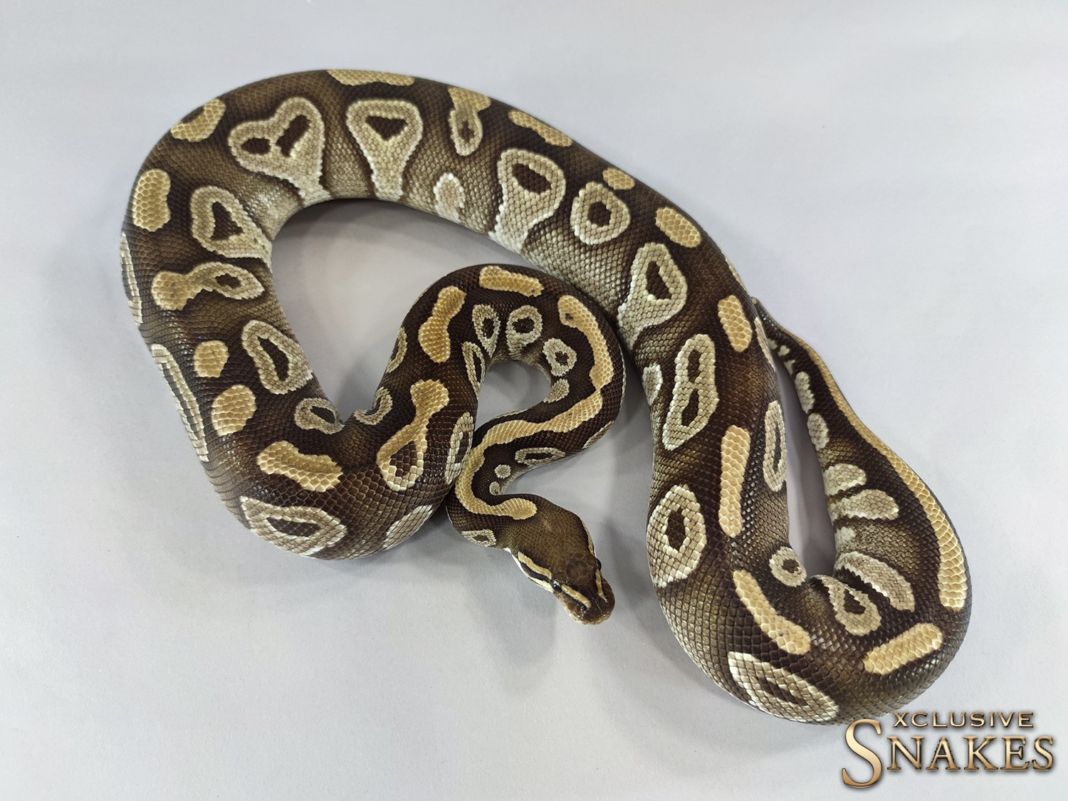 Mojave Het Lavender Ball Python by Xclusive Snakes - MorphMarket