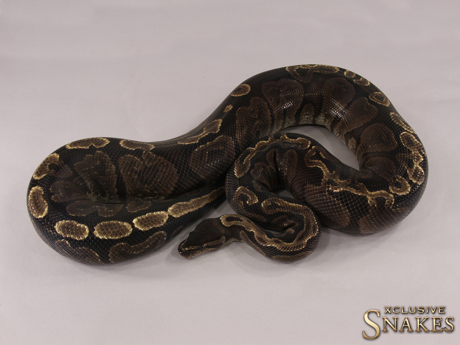 GHI Het Hypo Ball Python by Xclusive Snakes - MorphMarket