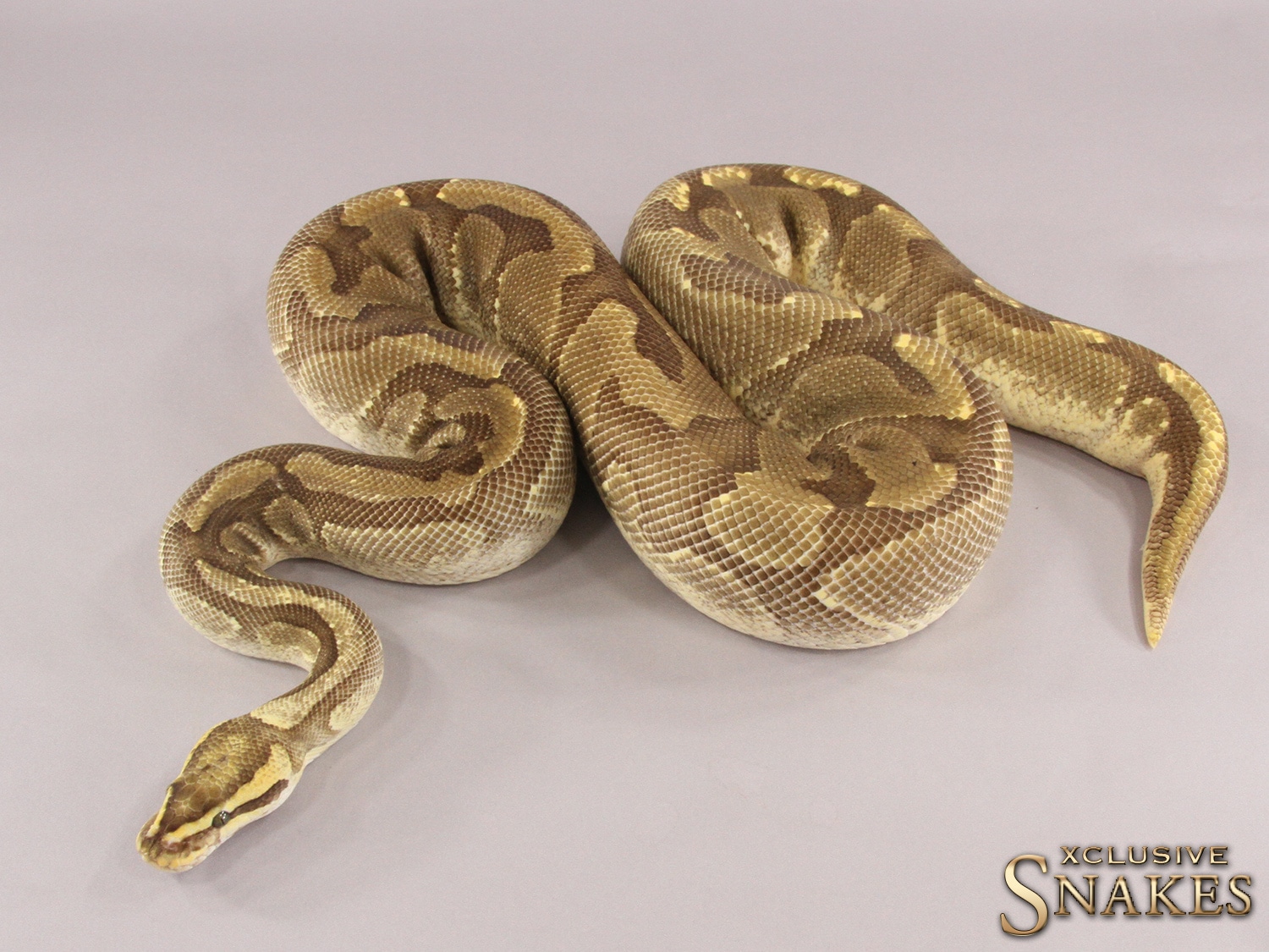 Enchi Fire Gravel Ball Python by Xclusive Snakes - MorphMarket