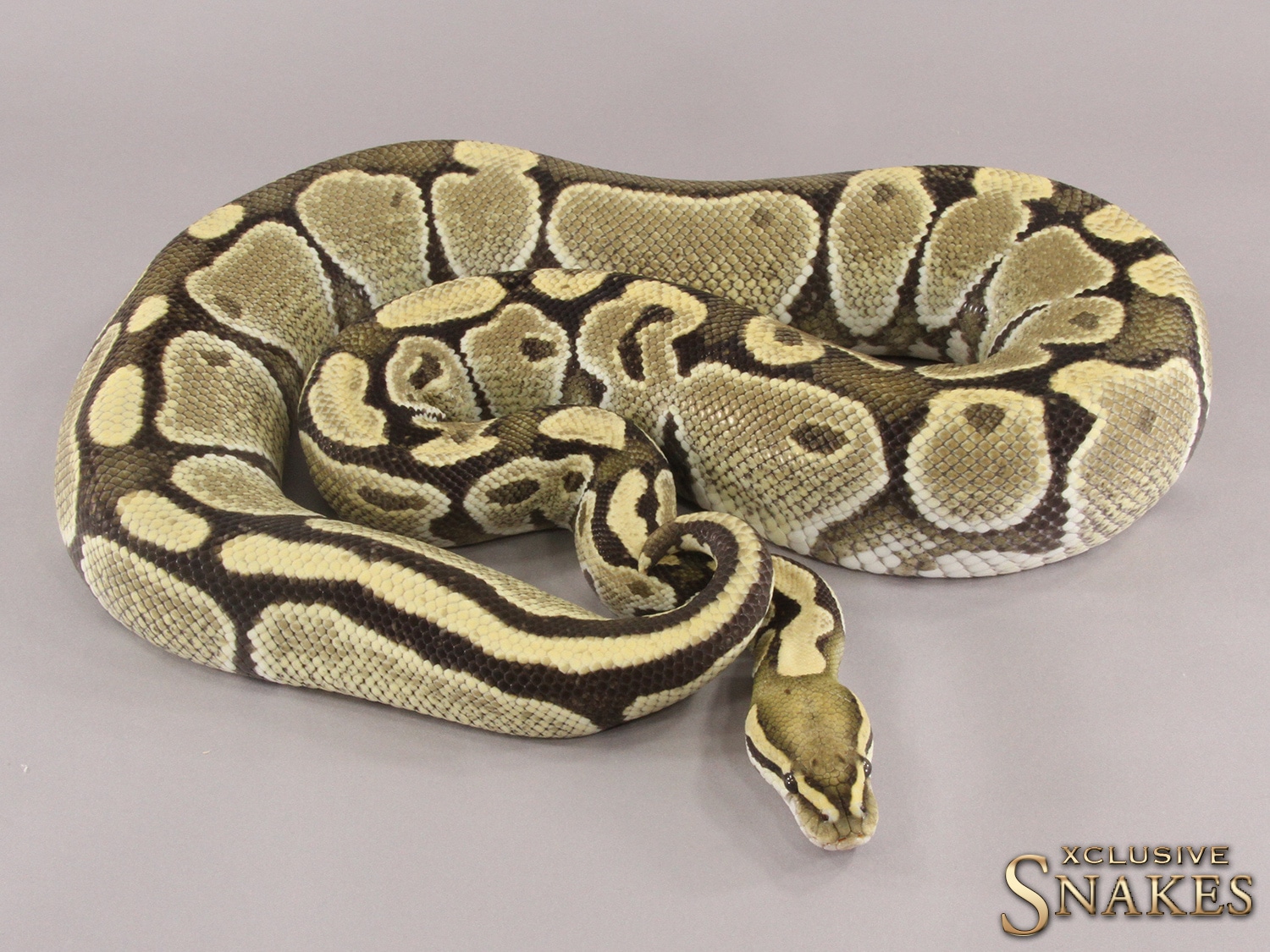 Desert Ghost Ball Python by Xclusive Snakes - MorphMarket