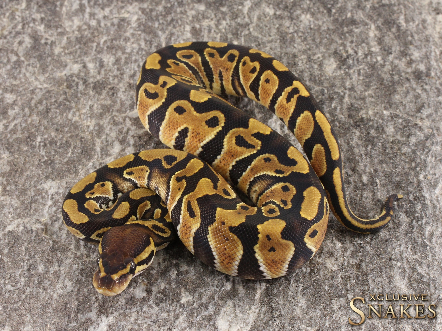 Triple Het Lavender Clown Piebald Ball Python by Xclusive Snakes ...