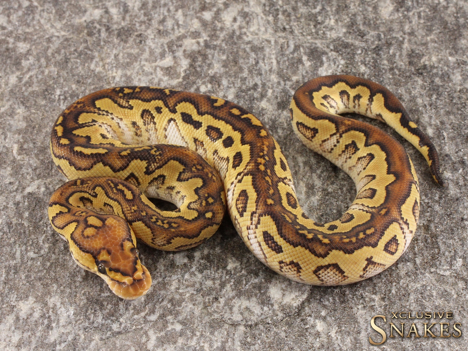 Special Trick Clown Ball Python by Xclusive Snakes - MorphMarket