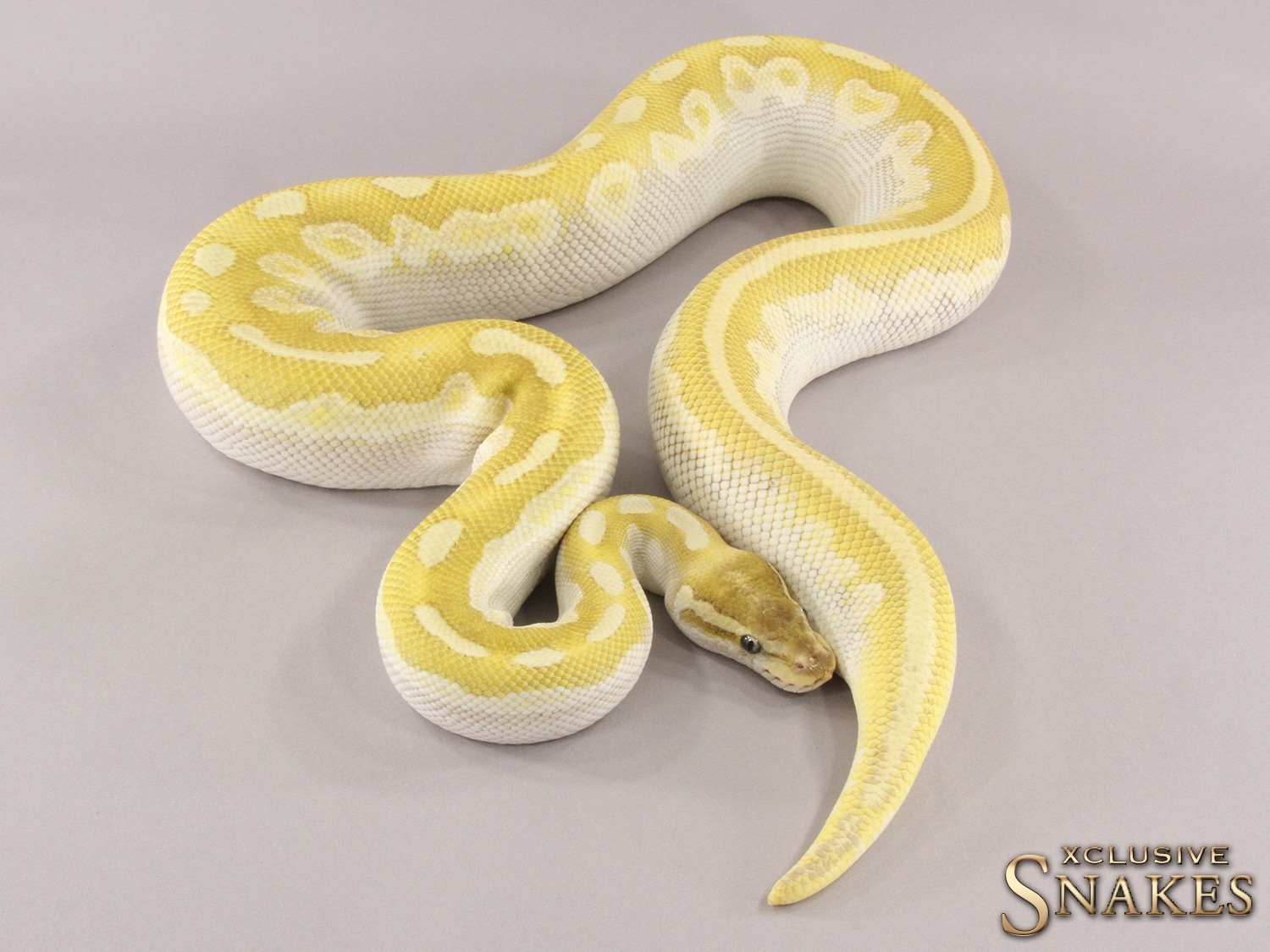 Crystal Het Piebald Ball Python by Xclusive Snakes MorphMarket