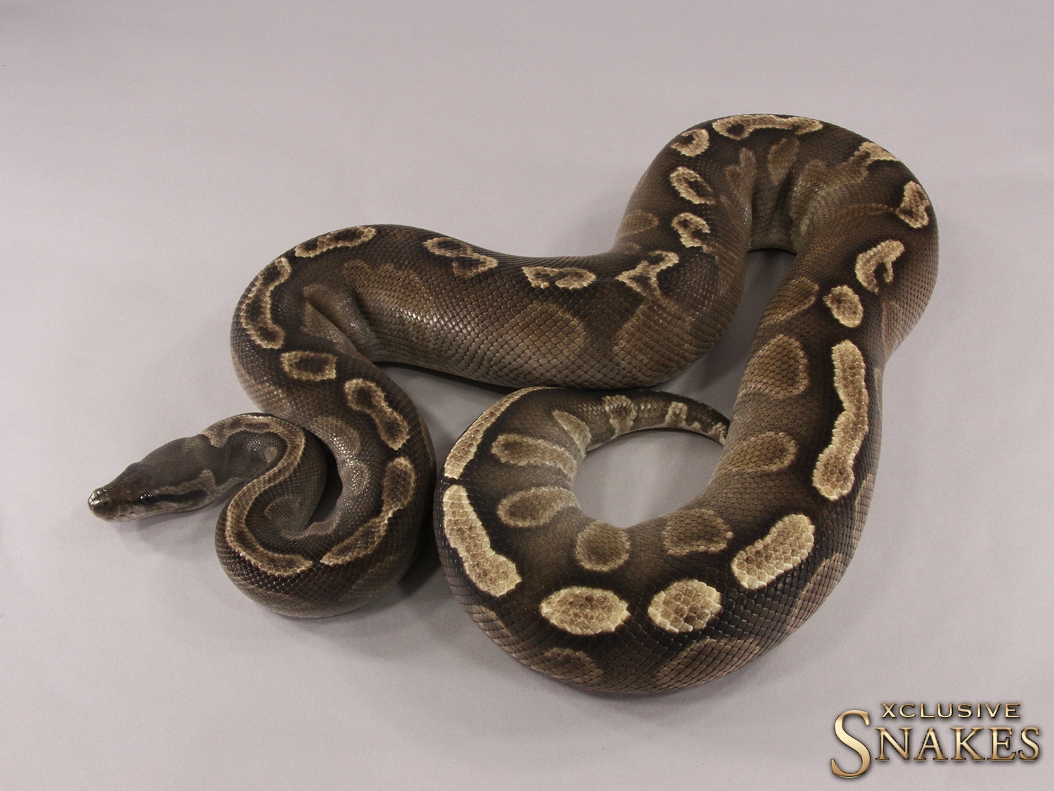 Het Red Axanthic GHI (Mystic) (Mojave) Ball Python by Xclusive Snakes ...