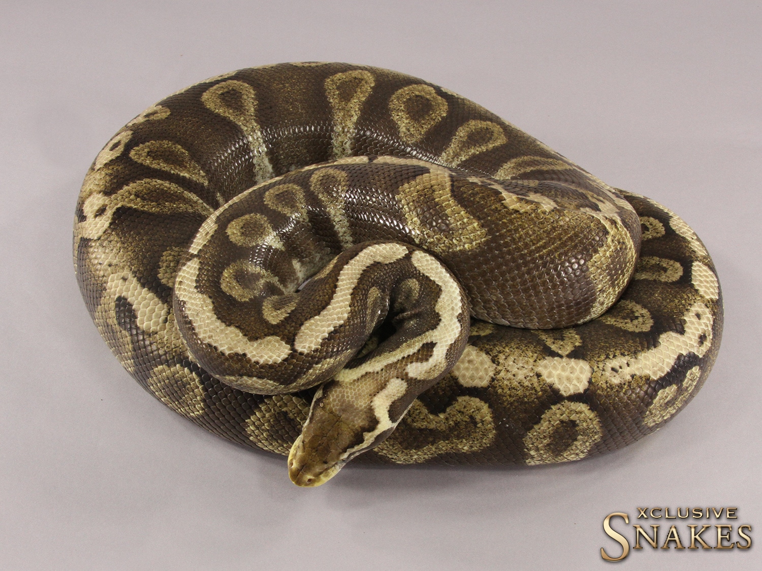 Het Red Axhantic GHI (Mystic) (Mojave) Pastel Ball Python by Xclusive ...