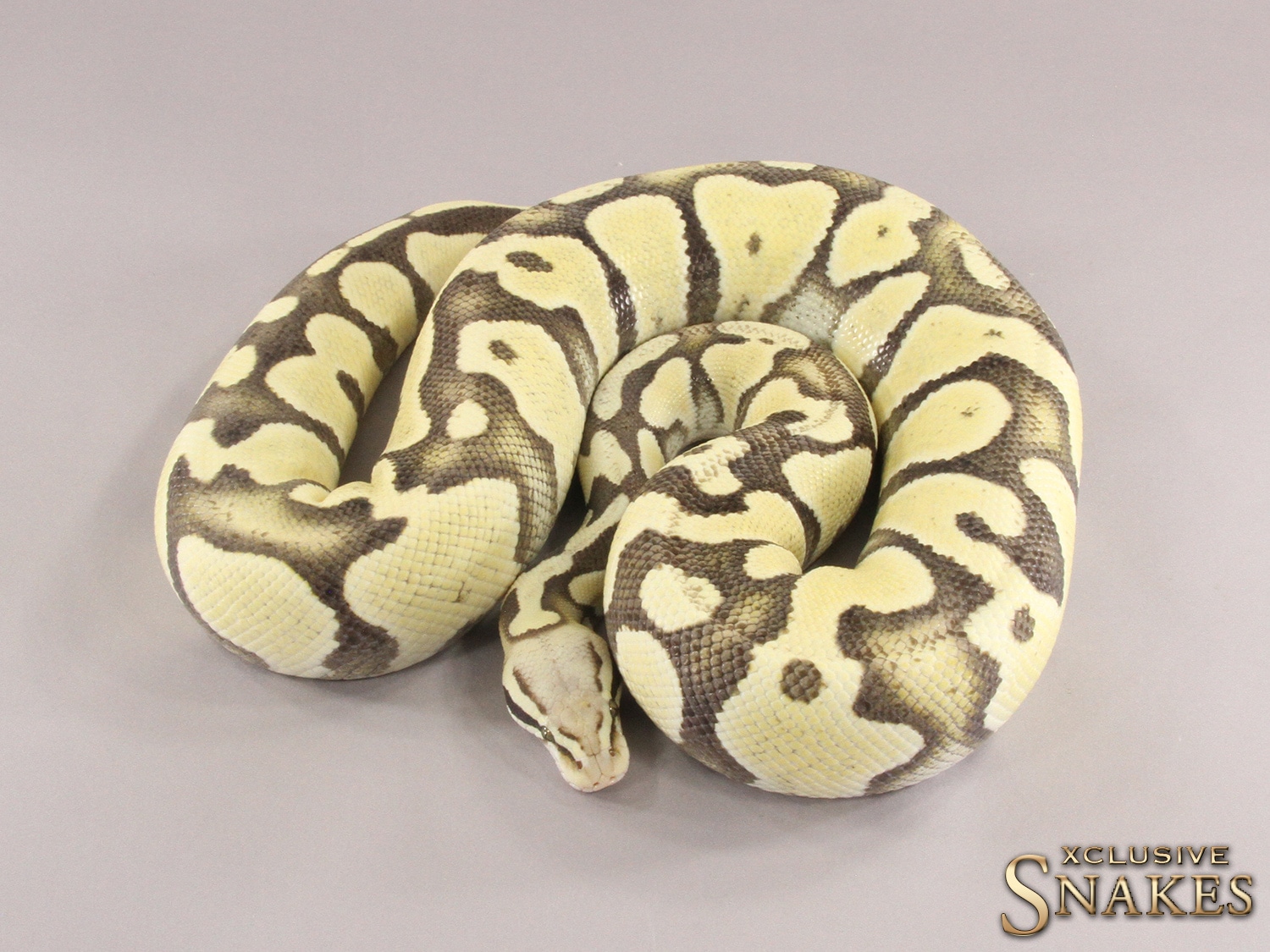 Pastel Desert Ghost Ball Python by Xclusive Snakes MorphMarket