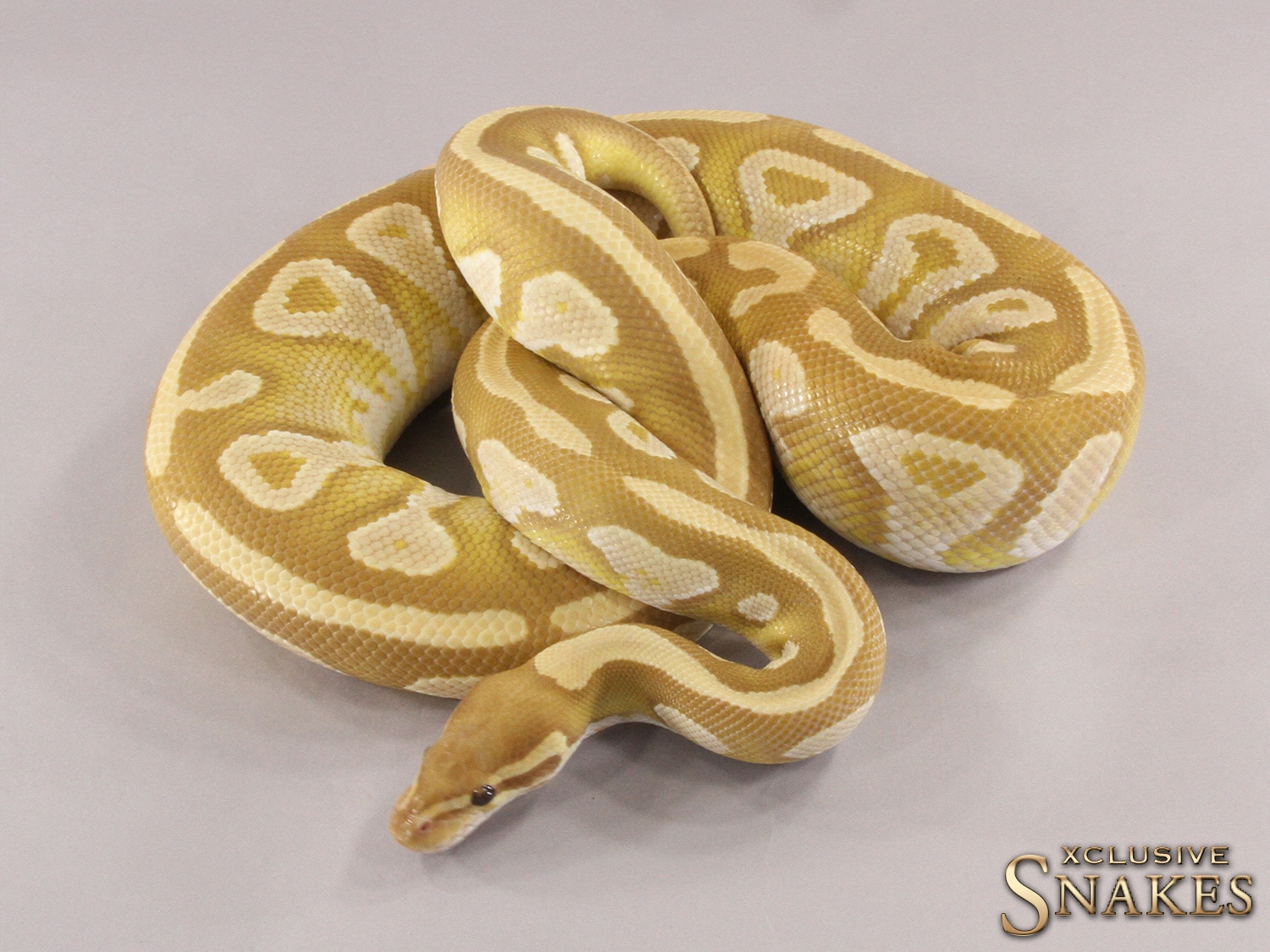 Mojave Ultramel Ball Python by Xclusive Snakes - MorphMarket