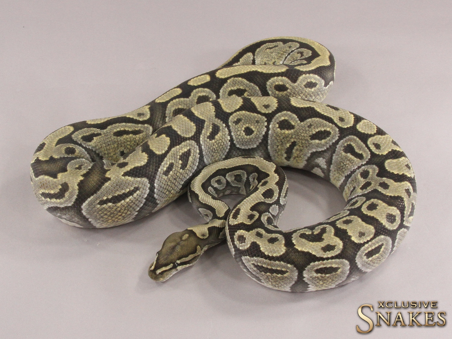 Hypo Ball Python by Xclusive Snakes - MorphMarket
