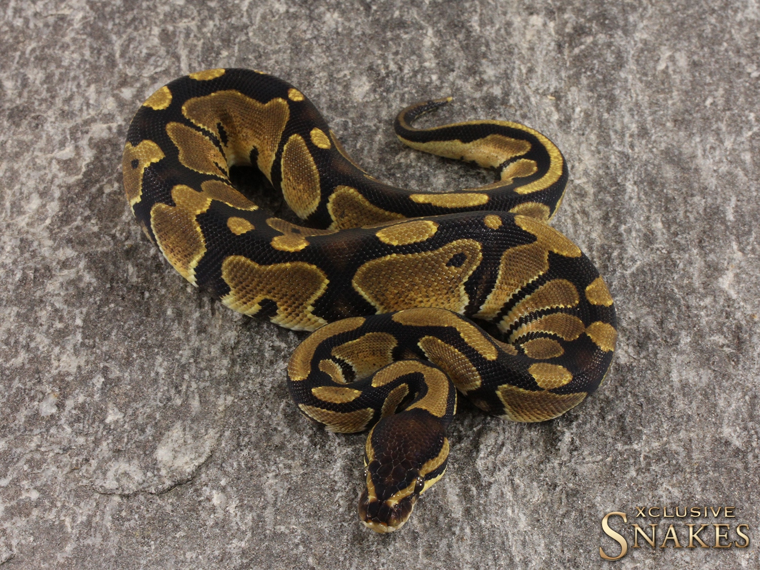 Double Het Desert Ghost Piebald Ball Python by Xclusive Snakes ...