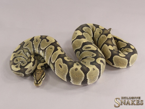 Frost Hypo Het Desert Ghost Ball Python by Xclusive Snakes