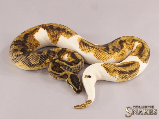 Genex Ball Python Enchi Yellow Belly Pos GeneX Piebald Ball Python by Xclusive Snakes