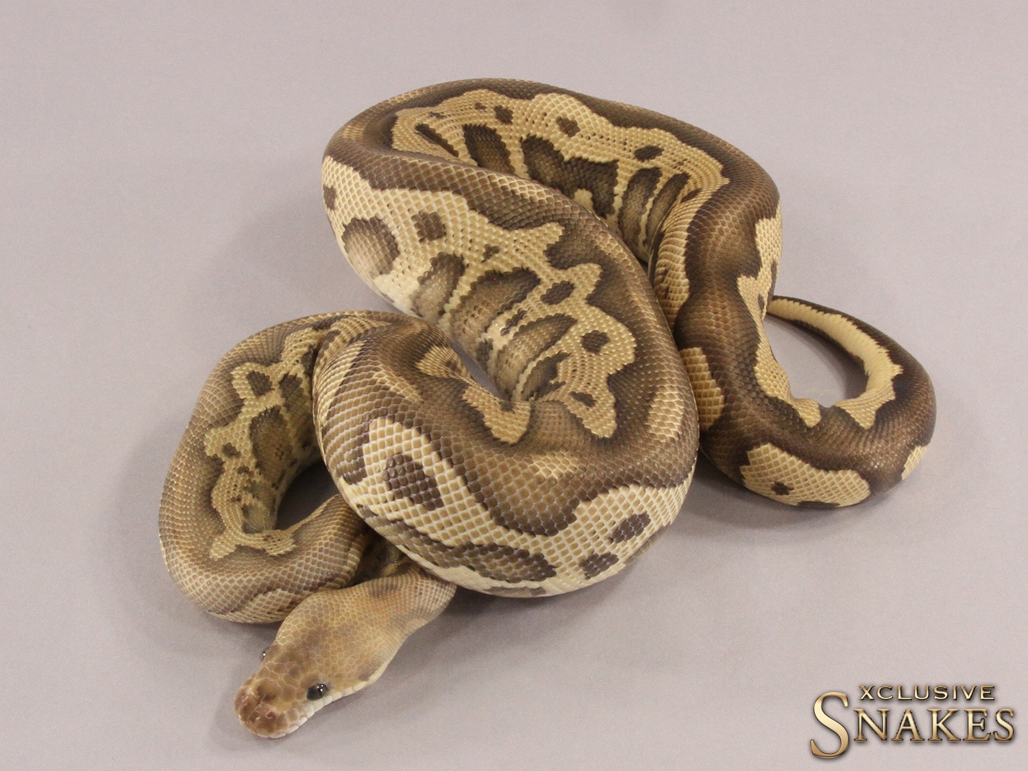 Fire Phantom Leopard Clown Ball Python by Xclusive Snakes - MorphMarket