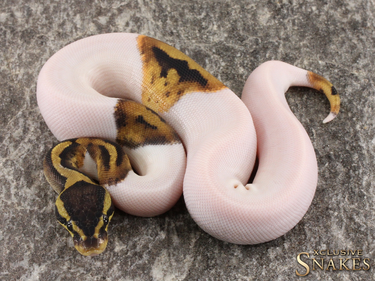 Pastel Piebald Het Desert Ghost Ball Python by Xclusive Snakes