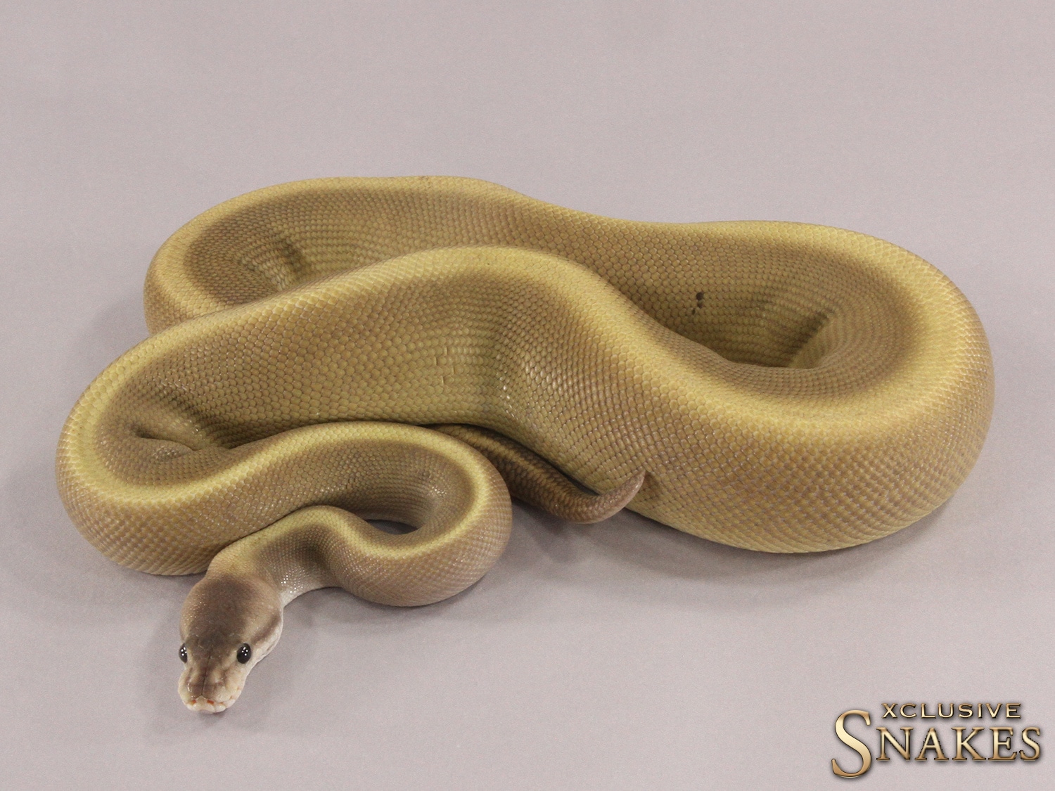 GHI Black Pastel Het Red Axanthic 50% Het Clown Ball Python by Xclusive ...