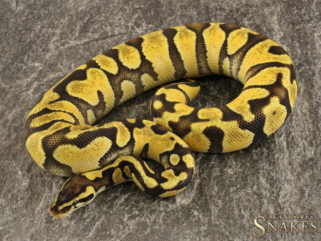 Pastel Enchi NR Mandarin Ball Python by Xclusive Snakes MorphMarket