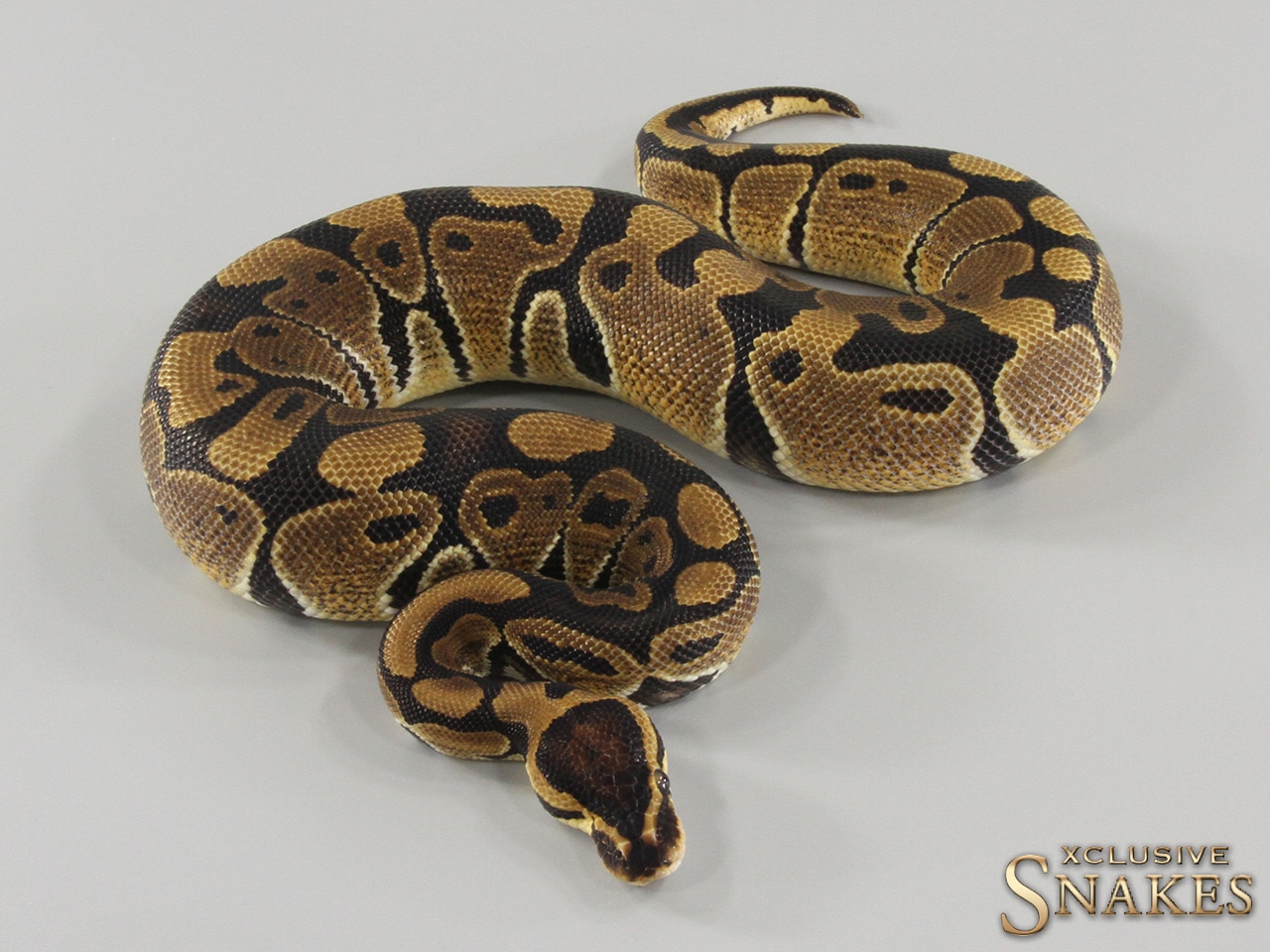 Het Clown Slight Wobble And Missing Eye Special Price Ball Python